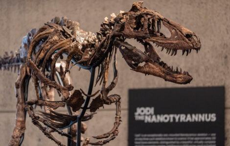 Mini T-Rex Auction